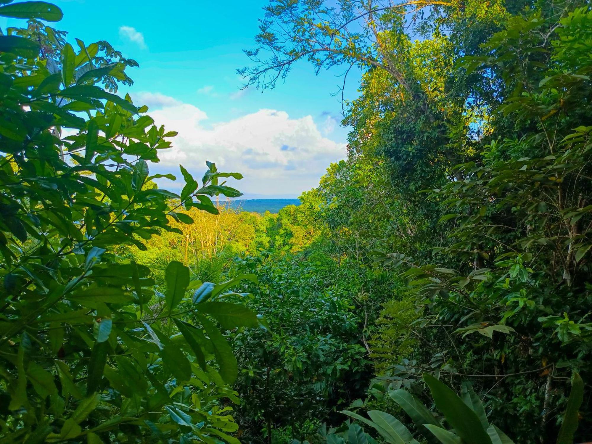 Osa Private Renting House-Villas-Tented-Best Views-Nature-Comfort Puerto Jiménez Esterno foto